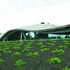 Graceful undulations of the timber roof