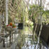 The dining table