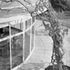 The old wistaria vine to which the new house was 