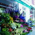 Flowers add colour to the forecourt