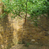 The sheltered tree