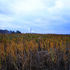 Marshes