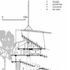 Section