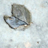 Cast in situ leaf detail