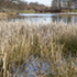 The site offers a habitat for wild birds