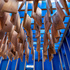 sukkah_103