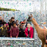 children_from_netley_primary_school_and_centre_for_autism_meet_andy_the_llama_at_launch_cdavid_parry_pawire_zsl_2