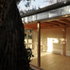 hugh_strange_eucalyptus_ii_dg_15