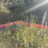 207dw_14_-_wild_roof_cchris_rowse