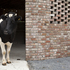 Cow & shed