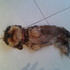 Gretel on her back