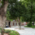 Existing trees retained