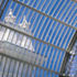 The barrel roof of the Floral Hall. The nineteenth century greenhouse technology has been transformed into the well-tempered environment expected of a late twentieth century public foyer