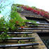 The garden continues up the extension with the climbing plants, creating a new vertical dimension to the garden
