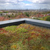 Green roof view of Lewisham and beyond