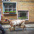 Clover the goat taking a stroll