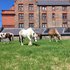 Ponies grazing outside The Florrie