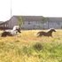 Ponies running wild in grazing area