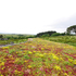 Sedum roof