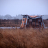 Black Devon Wetlands, is a mosaic of untouched wet grassland and wetland habitat behind the sea wall