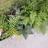 5 - Wall Ferns Concrete