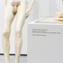 Alina Szapocznikow: Human Landscapes installation at The Hepworth Wakefield