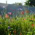 Wildflower meadow on the roof