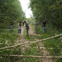 4  Students felling birch saplings