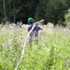 5 Extracting birch saplings