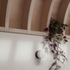 ZXTFDJGGTBBNKYE_Tennyson_Road-ROAR_Architects_Chris_Wharton