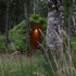 BAS_Architects_and_MALLETT-1JD1ARY2QJV8ST81JD1ARY2QJV8ST8_Sauna048