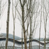 External view through trees 