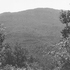 Forest location