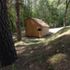 Forest view