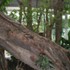 The dense vegetation inside the 