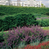 Monospecific planting in the dock with Barratt’s housing behind